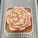 Echeveria Agavoides 'Space Rose' 2"-3" New Hybrid Succulent Plant Cutting