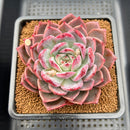 Echeveria 'Colorado' 3"-4" Succulent Plant Cutting