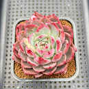 Echeveria 'Colorado' 3"-4" Succulent Plant Cutting