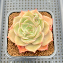 Echeveria 'Angelina' 3" Succulent Plant Cutting
