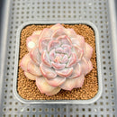 Graptoveria 'Highstone' 2" Succulent Plant Cutting
