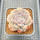 Graptoveria 'Highstone' 2" Succulent Plant Cutting