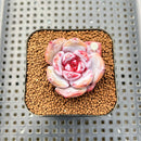 Echeveria 'Cream Sun' 1"-2" Succulent Plant Cutting