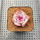 Echeveria 'Cream Sun' 1"-2" Succulent Plant Cutting