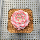 Echeveria 'Pumpkin' 1"-2" Succulent Plant Cutting