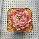 Echeveria 'Purple Elin' 2" Succulent Plant Cutting