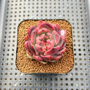Echeveria 'Purple Elin' 2" Succulent Plant Cutting