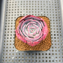 Echeveria 'Muesli' 1"-2" Succulent Plant Cutting