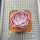 Echeveria 'Muesli' 1"-2" Succulent Plant Cutting