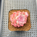 Echeveria 'My Heart' 1"-2" Succulent Plant Cutting