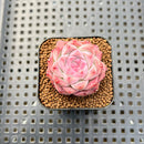 Echeveria 'My Heart' 1"-2" Succulent Plant Cutting