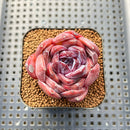 Echeveria 'Odette' 2" Succulent Plant Cutting