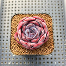 Echeveria 'Odette' 2" Succulent Plant Cutting