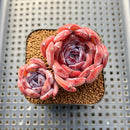 Echeveria 'Odette' 2" Succulent Plant Cutting