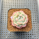 Echeveria 'Cream Cloud' 1"-2" Succulent Plant Cutting