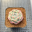 Echeveria 'Cream Cloud' 1"-2" Succulent Plant Cutting