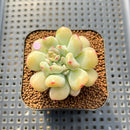 Echeveria 'Heart Ball' 2" New Hybrid Succulent Plant Cutting