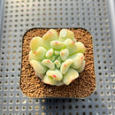Echeveria 'Heart Ball' 2" New Hybrid Succulent Plant Cutting