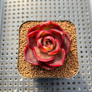 Echeveria 'Red Lantern' 2" Succulent Plant Cutting