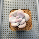 Pachyphytum 'Bracteosum' 2" Succulent Plant