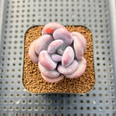 Pachyphytum 'Bracteosum' 2" Succulent Plant