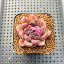Echeveria 'Purple Stone' 2" Succulent Plant Cutting