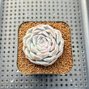 Echeveria 'Ice Rose' 1"-2" Succulent Plant Cutting