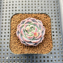 Echeveria 'Milk Kiss' 1"-2" Succulent Plant Cutting