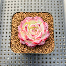 Echeveria 'Fairy King' 1"-2" New Hybrid Succulent Plant Cutting