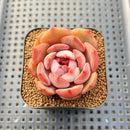 Echeveria 'Odd Fit' 2" New Hybrid Succulent Plant Cutting