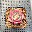 Echeveria sp. 1"-2" Succulent Plant Cutting