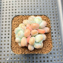 Graptopetalum 'Miul' 1"-2" Succulent Plant Cutting