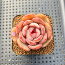 Echeveria 'Odd Fit' 2" New Hybrid Succulent Plant Cutting