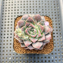Echeveria 'Water Drop' 2" Succulent Plant Cutting