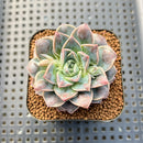 Echeveria 'Water Drop' 2" Succulent Plant Cutting