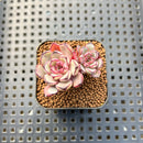 Echeveria 'Wiz Beauty' 1"-2" Succulent Plant Cutting