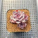 Echeveria 'Wiz Beauty' 1"-2" Succulent Plant Cutting