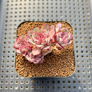 Echeveria 'Wiz Beauty' 1"-2" Succulent Plant Cutting