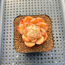 Echeveria 'Gold Jelly' 2" Succulent Plant Cutting