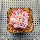 Echeveria 'A-Pink' 2" Succulent Plant Cutting