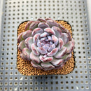 Echeveria 'Gemstone' 2" Type B Succulent Plant Cutting