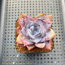 Echeveria 'Moila' 2" Succulent Plant Cutting