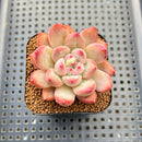Pachyveria 'Fresh Champagne' 2" Succulent Plant Cutting
