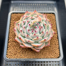 Echeveria Shimoyama Colorata 3” Succulent Plant Cutting