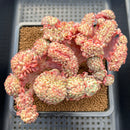 Echeveria 'White Farm' Crested 4" Succulent Plant Cutting