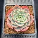 Echeveria 'Salmon' 3"-4" Succulent Plant Cutting