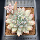 Pachyphytum 'Pink Peak' 3" Succulent Plant Cutting