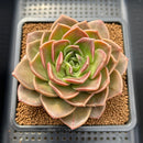 Echeveria 'Natasha Blue' 4" Succulent Plant Cutting