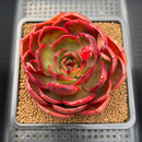 Echeveria 'Red Lantern' 3" Succulent Plant Cutting