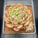 Echeveria sp. 3"-4" Succulent Plant Cutting